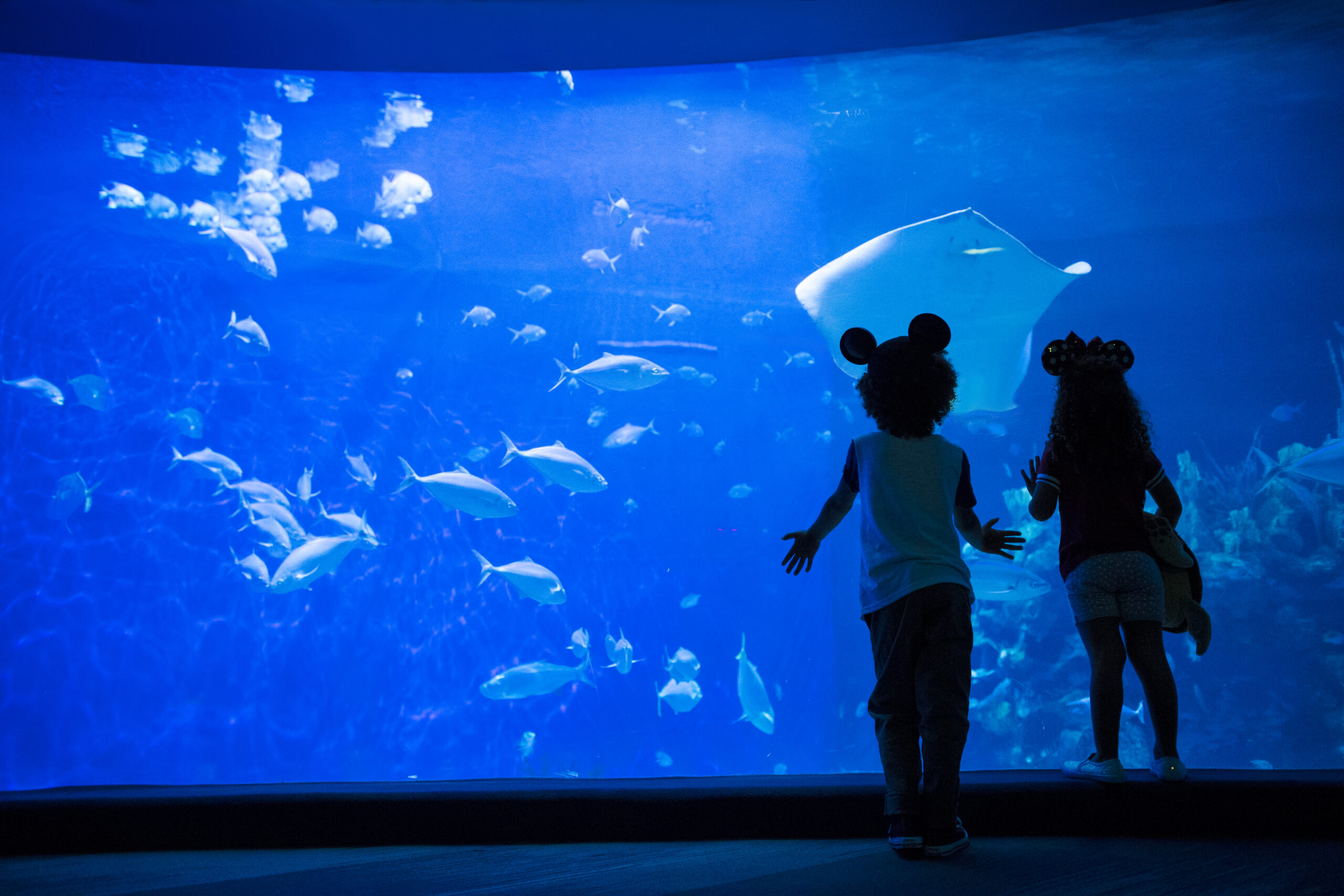 how to plan a Disney park day